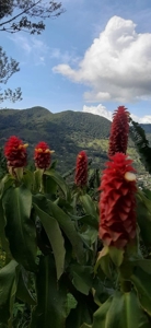 Residential Coffee farm in La Leonera Cali, Colombia - image 12