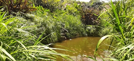 Residential Coffee farm in La Leonera Cali, Colombia - image 2