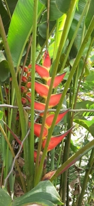 Residential Coffee farm in La Leonera Cali, Colombia - image 4