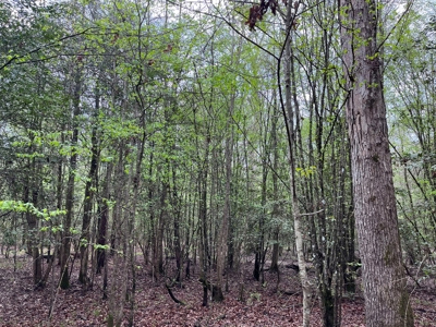 Cleveland Co., AR Hardwood Hunting Land W/ Creek for Sale - image 2