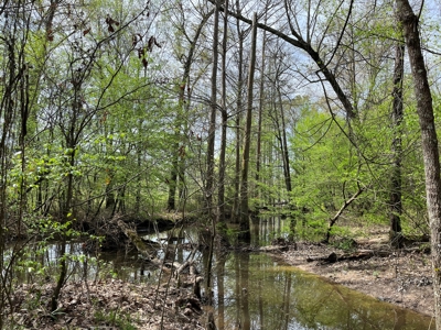 Cleveland Co., AR Hardwood Hunting Land W/ Creek for Sale - image 3