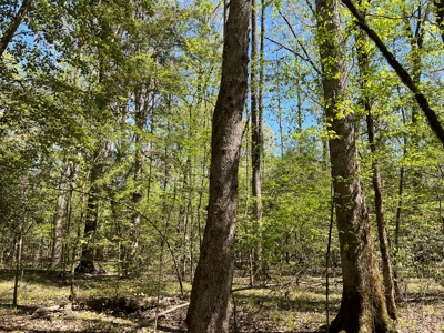 Cleveland Co., AR Hardwood Hunting Land W/ Creek for Sale - image 5