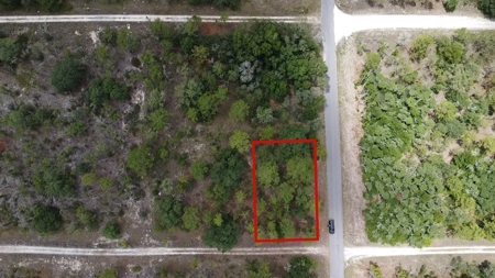 .23 acres, undeveloped land in Williston FL!!!!!!!! - image 1