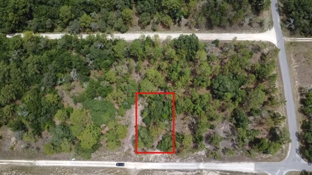 .23 acres, undeveloped land in Williston FL!!!!!!!!!! - image 1