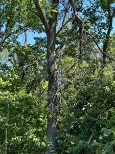 Clark County, MO Acreage with Home FOR SALE! - image 31
