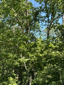 Clark County, MO Acreage with Home FOR SALE! - image 30