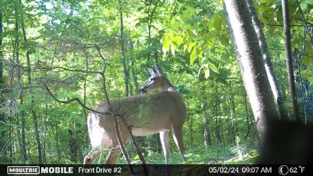 50+ acres for sale in MILTON GA with Pond and Creek - image 10