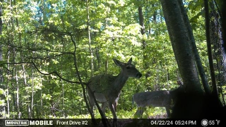 50+ acres for sale in MILTON GA with Pond and Creek - image 9