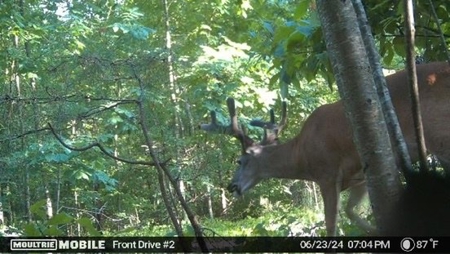 50+ acres for sale in MILTON GA with Pond and Creek - image 12