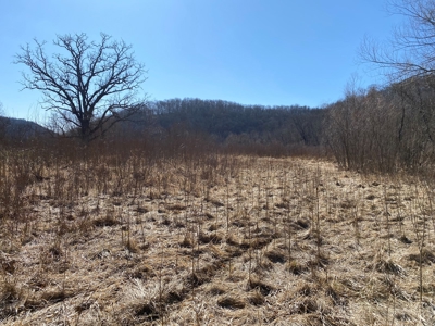 Class 1 Trout Stream on 53+/- Acres Vernon County - image 2