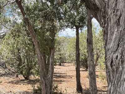 Large Acreage with a Cabin, Borders Public Land, No HOA - image 19