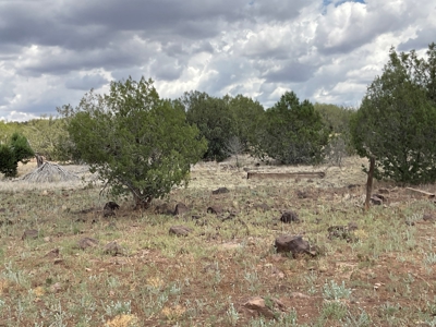 Large Acreage with a Cabin, Borders Public Land, No HOA - image 21