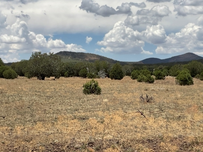 Large Acreage with a Cabin, Borders Public Land, No HOA - image 24