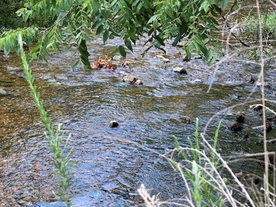 Acreage In Fulton County With Creek Frontage - image 2