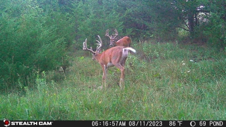 Diverse Iowa 49± Acre Hunting and Recreational Tract in Wape - image 8