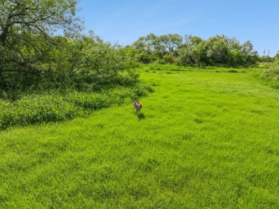 Hay Farm & Ranch In San Patricio County - Rustic Barn Ranch - image 16