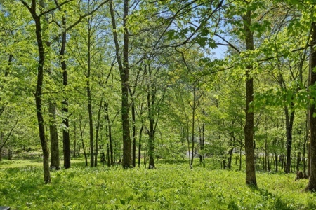 Private Country Home In Tennessee With Shop,  Fencing - image 31