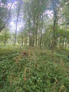 50 Acres of Prime Tillable and Woodland in Franklin, IN - image 20