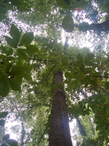 50 Acres of Prime Tillable and Woodland in Franklin, IN - image 24