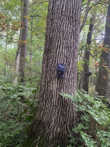 50 Acres of Prime Tillable and Woodland in Franklin, IN - image 31