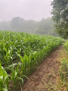 50 Acres of Prime Tillable and Woodland in Franklin, IN - image 8