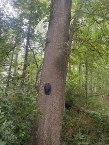 50 Acres of Prime Tillable and Woodland in Franklin, IN - image 25