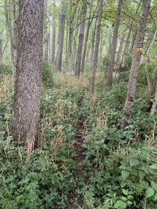 50 Acres of Prime Tillable and Woodland in Franklin, IN - image 23