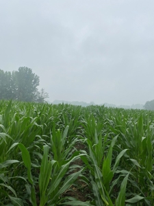 50 Acres of Prime Tillable and Woodland in Franklin, IN - image 5
