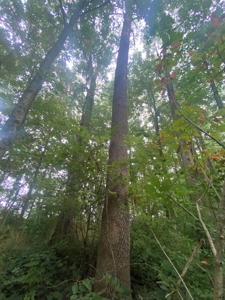 50 Acres of Prime Tillable and Woodland in Franklin, IN - image 27