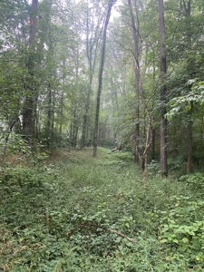 50 Acres of Prime Tillable and Woodland in Franklin, IN - image 18