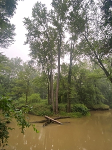 50 Acres of Prime Tillable and Woodland in Franklin, IN - image 17