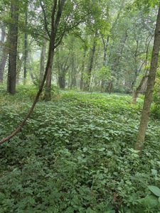 50 Acres of Prime Tillable and Woodland in Franklin, IN - image 21