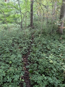 50 Acres of Prime Tillable and Woodland in Franklin, IN - image 15