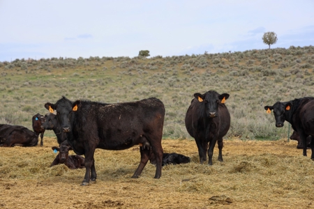 Eastern Oregon Weaver Springs Farm - image 25