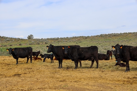 Eastern Oregon Weaver Springs Farm - image 23
