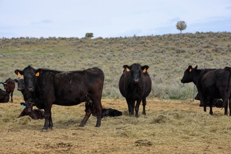 Eastern Oregon Weaver Springs Farm - image 24