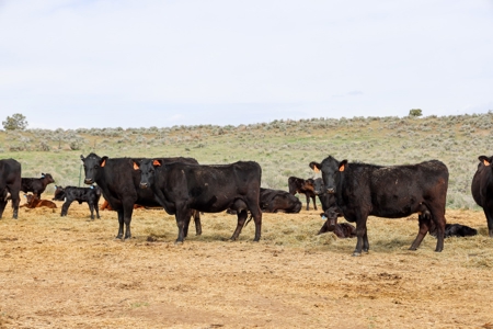Eastern Oregon Weaver Springs Farm - image 22
