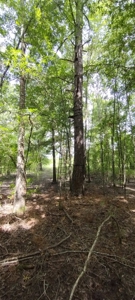 East TX Sustainable Solar Off Grid Barndominium with Land - image 46