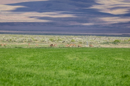 Eastern Oregon Running G Farm - image 34