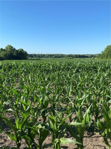Grand River Bottom Farm in Gentry County MO - image 19