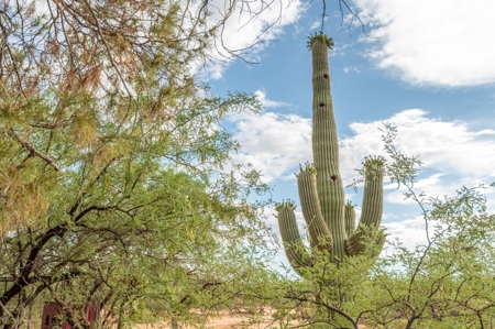 22+/- Acre Desert Retreat with Home and Horse Facilities - image 44