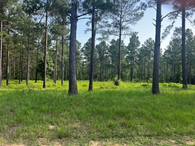 Land With River Access in Camden, Alabama - image 5