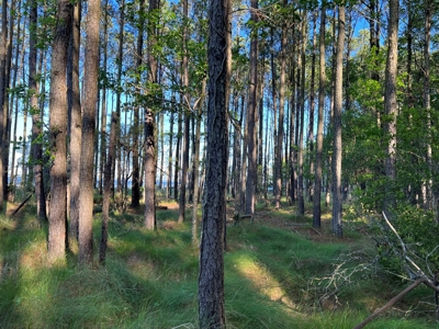 Unrestricted Land for Sale in Hyde County, NC - image 4