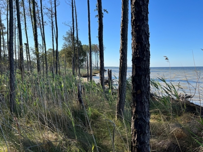 Unrestricted Land for Sale in Hyde County, NC - image 5