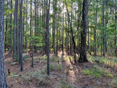 Unrestricted Land for Sale in Hyde County, NC - image 3