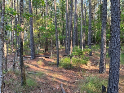 Unrestricted Land for Sale in Hyde County, NC - image 2