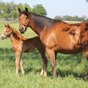 100 Acre Horse Farm w/ Home & Creek Near Waco & Temple TX - image 48
