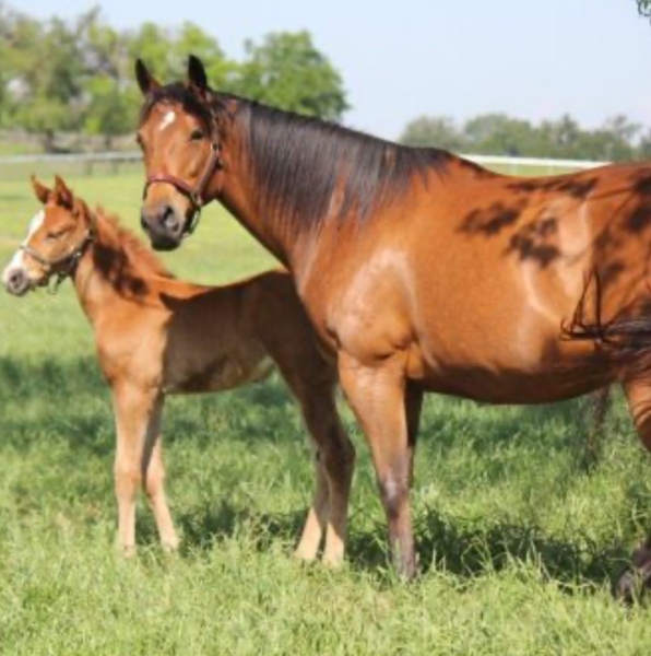 Mare and Foal on  the Farm
