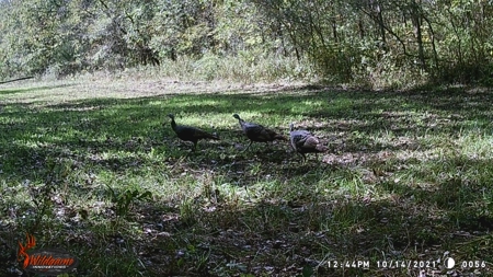 Adair County, MO Acreage FOR SALE! - image 3