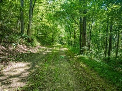 Searcy County Land With Views, Creek, Game  & Cabin For Sale - image 10
